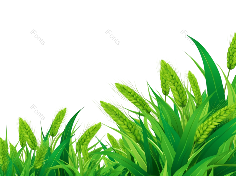 装饰图片,麦子元素,麦田PNG,麦穗免抠素材